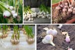 How to Grow Garlic for Large Harvests at Home