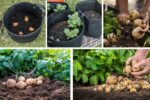 Step-by-Step Guide to Growing Potatoes Successfully