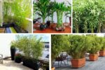 Growing Bamboo Plants for Indoor or Outdoor Spaces