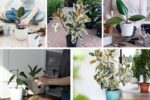 Beginner’s Guide to Rubber Plant Care Indoors