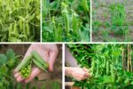 How to Grow Peas at Home for Fresh Harvests
