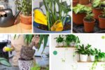 Quick Fixes for Plant Gnats Indoors