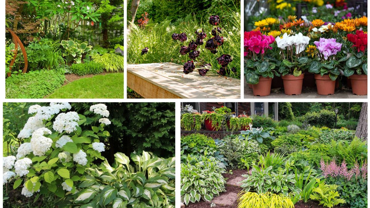 5 Shade-Friendly Perennials That Brighten Gloomy Corners