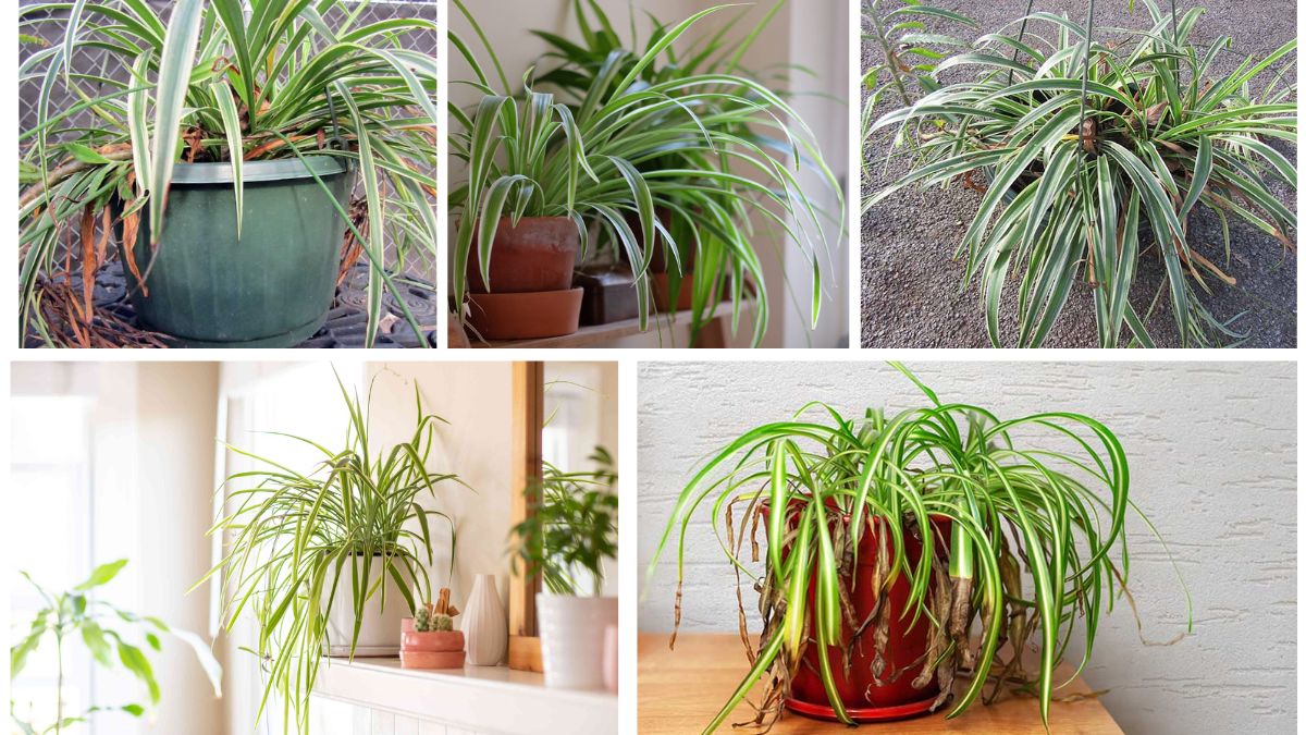 Spider Plant TLC: How to Keep Their Leaves Strong and Shiny
