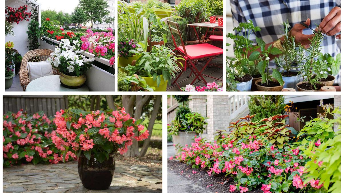 Balcony Garden Boost: 5 Fast-Growing Plants for Small Spaces