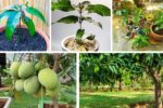 Mango Tree Dreams: From Seed to Shade in Your Garden