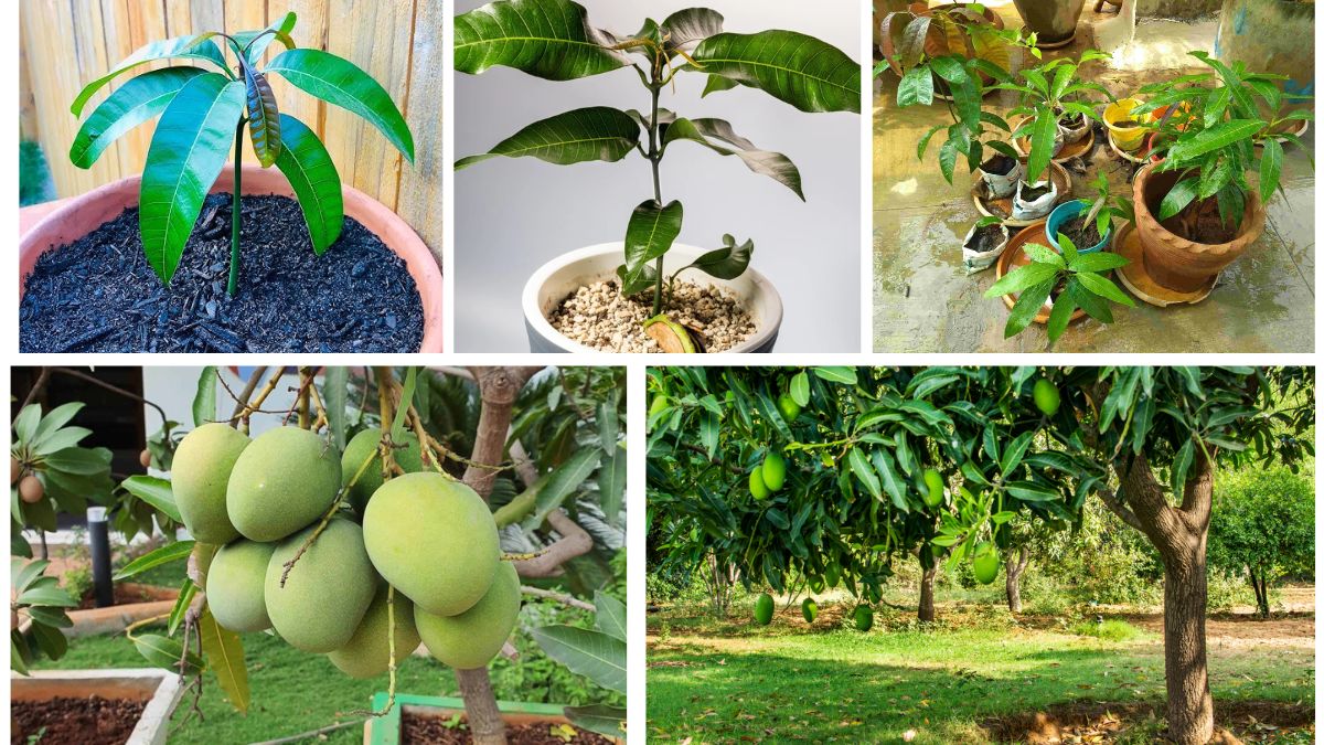 Mango Tree Dreams: From Seed to Shade in Your Garden