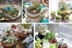 Succulent Secrets: Easy Planting and Year-Round Care Tips