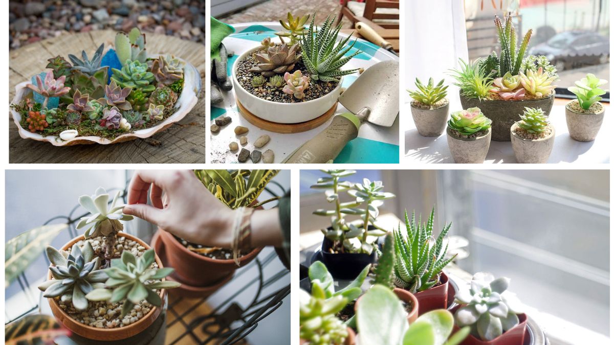 Succulent Secrets: Easy Planting and Year-Round Care Tips