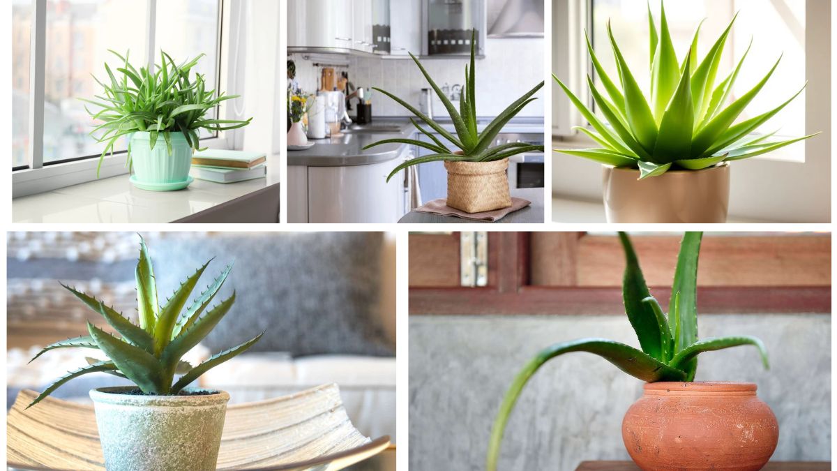 Aloe Vera at Home: Beginner’s Guide to Healing Greenery
