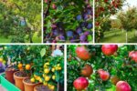 The Best Miniature Fruit Trees to Brighten Small Gardens