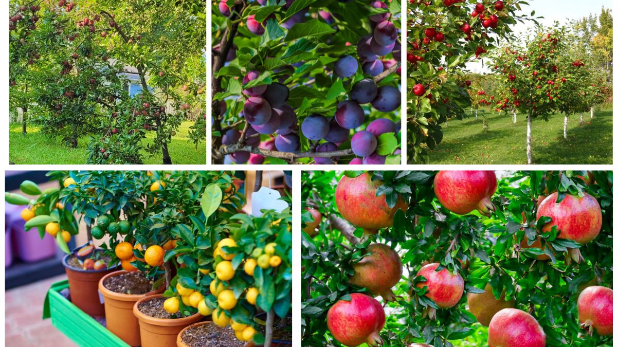 The Best Miniature Fruit Trees to Brighten Small Gardens