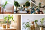 Indoor Trees That Double as Stunning Décor