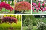 Small Ornamental Trees That Add Shade and Style to Yards