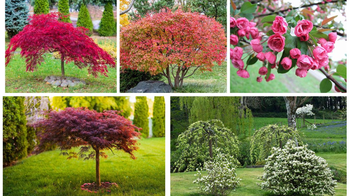 Small Ornamental Trees That Add Shade and Style to Yards