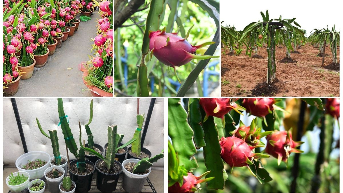 What’s the Best Climate for Dragon Fruit Growing?