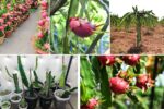 What’s the Best Climate for Dragon Fruit Growing?