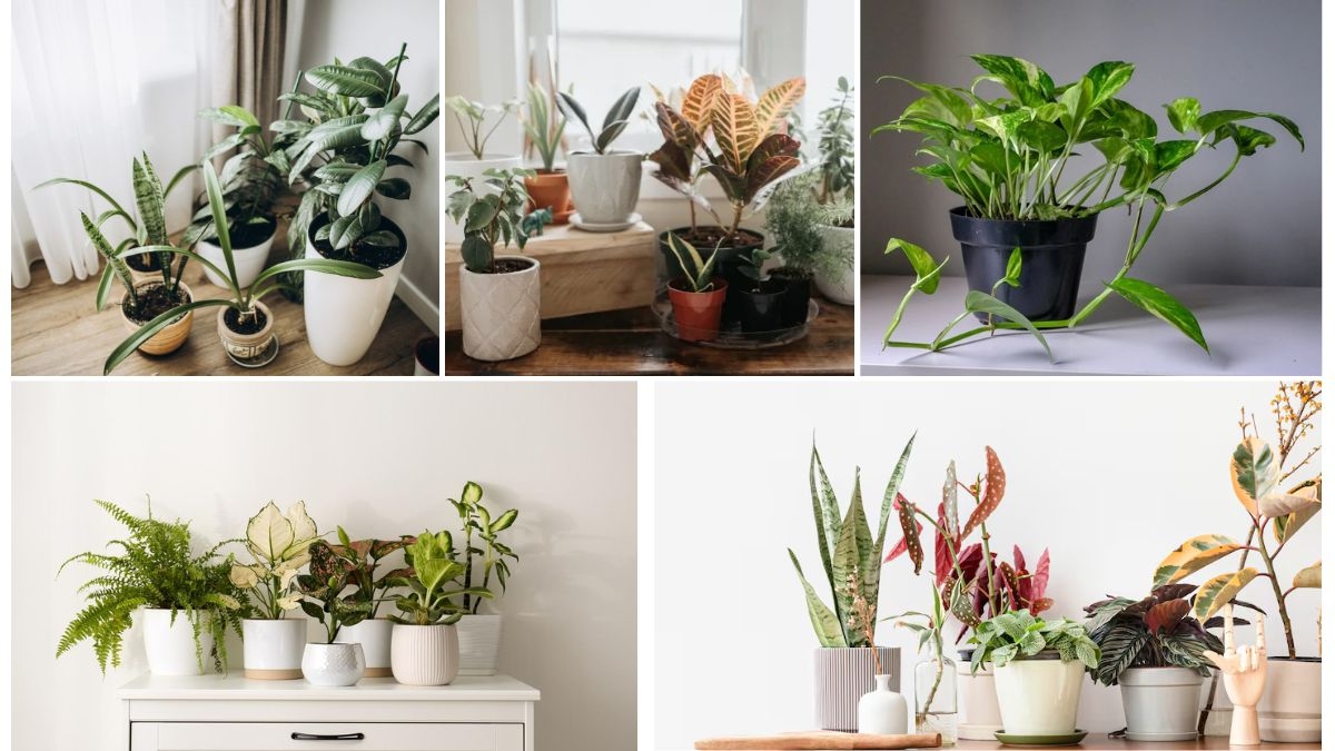 Plants That Attract Wealth According to Vastu