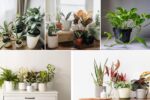 Plants That Attract Wealth According to Vastu