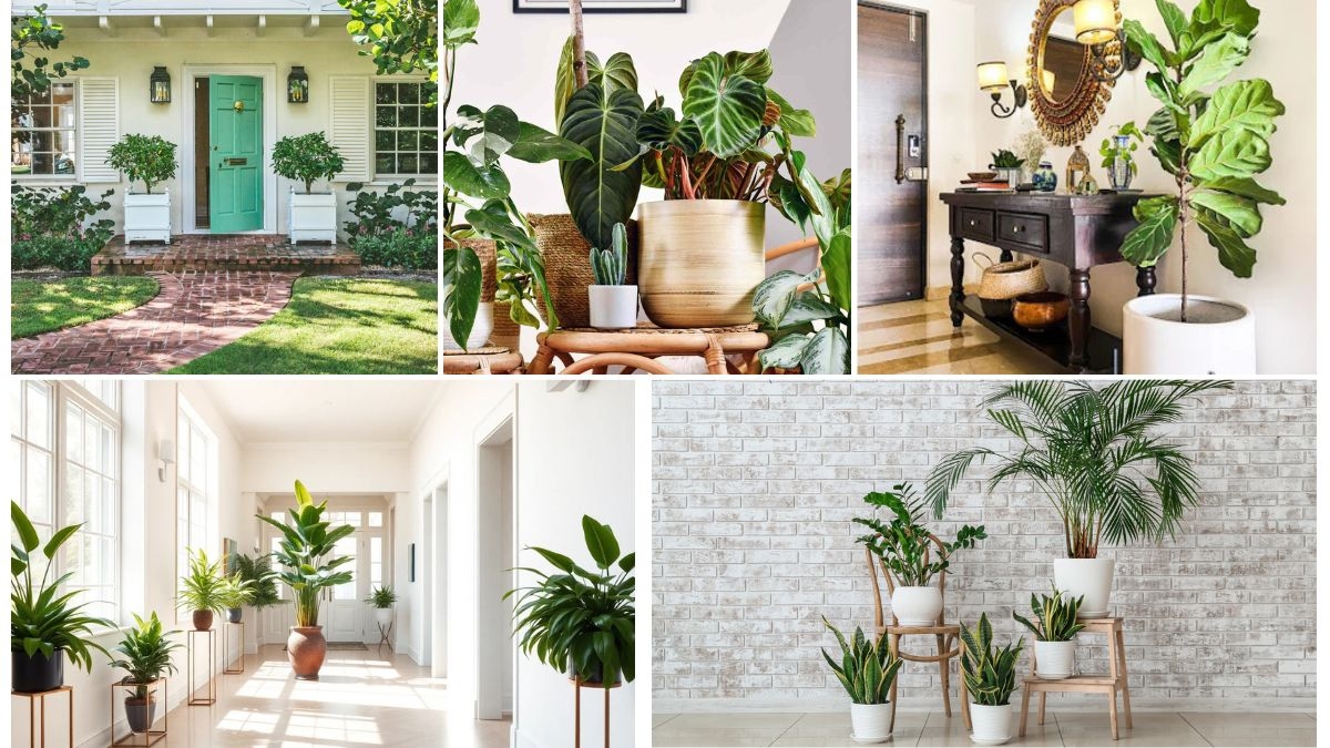 Lucky Plants for Your Entrance or Hallway