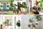 Lucky Plants for Your Entrance or Hallway