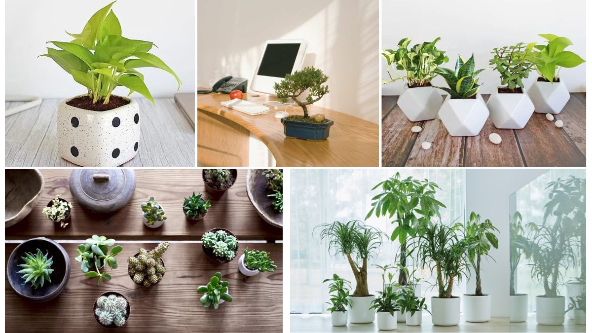 Oxygen-Rich Plants for Office Desks