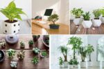 Oxygen-Rich Plants for Office Desks