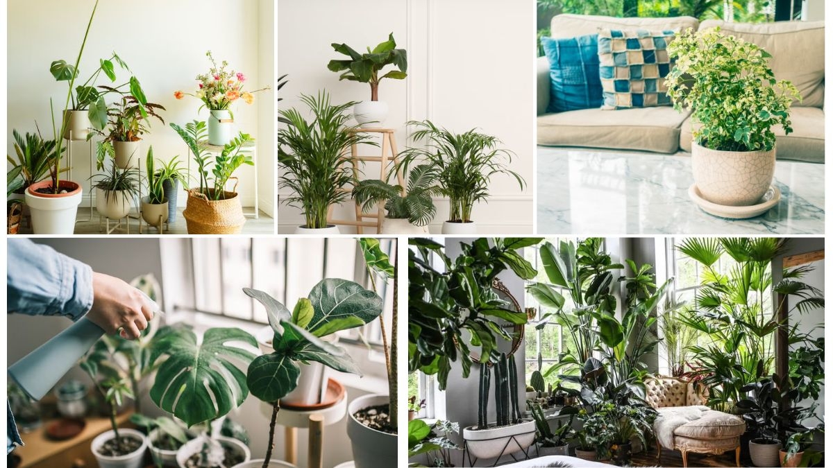 Indoor Plant Arrangement Tips for Positive Energy