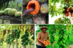 Top Papaya-Growing States in India