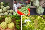 Global Custard Apple Market Forecast