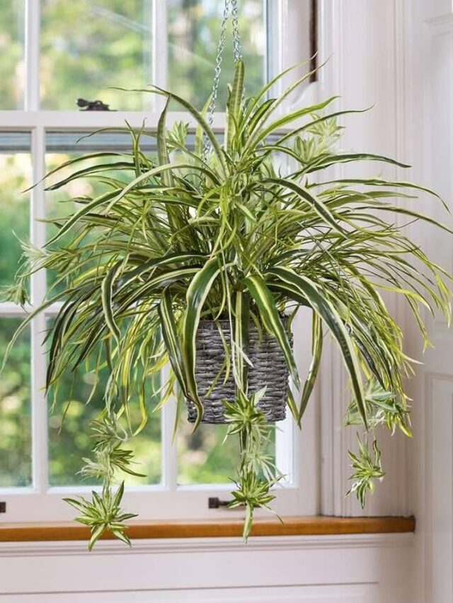 How to Maintain Spider Plants for a Healthy Indoor Garden