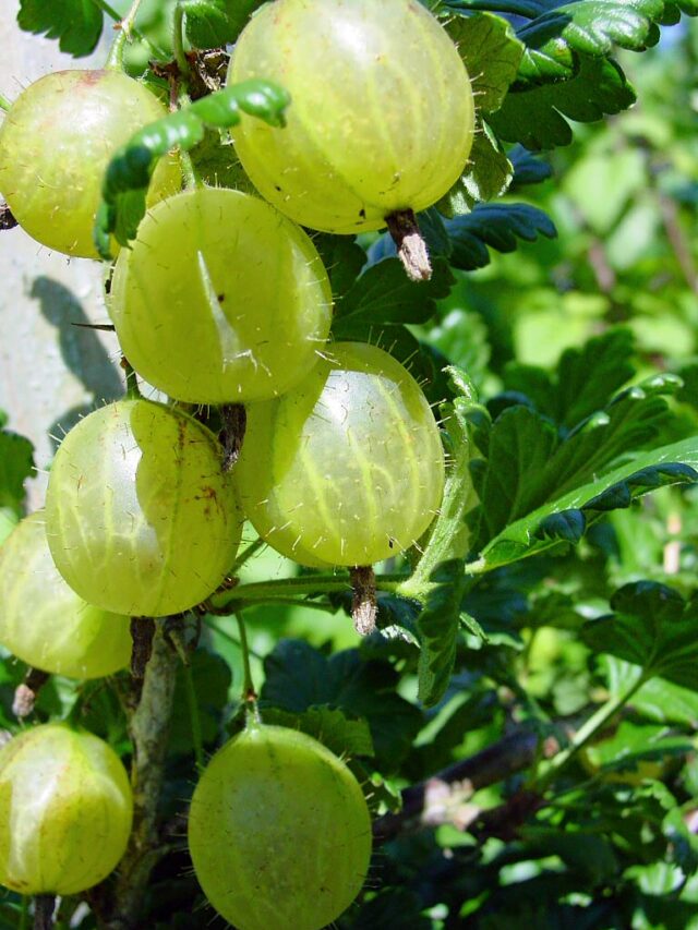 Where Are the Most Gooseberries Grown? Country Ranked First