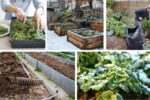 How to Prepare Your Garden for Winter Survival