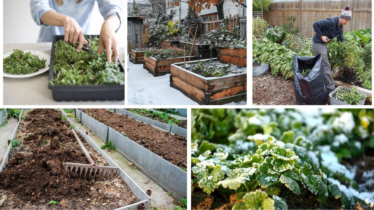 How to Prepare Your Garden for Winter Survival