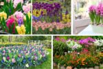 When to Start Planting Spring Bulbs for Gorgeous Blooms