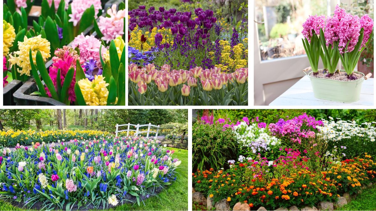When to Start Planting Spring Bulbs for Gorgeous Blooms
