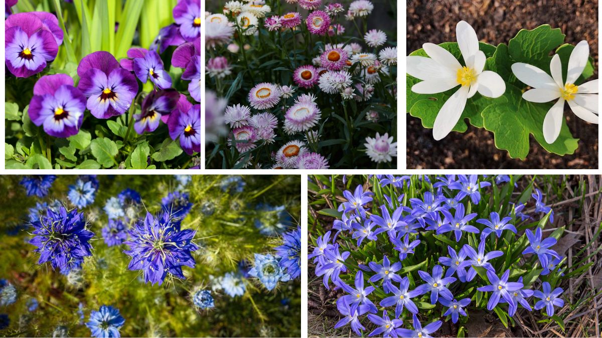 5 Plants That Thrive in Cool, Early Spring Weather