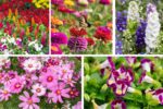 5 Fast-Growing Summer Annuals for Quick Color
