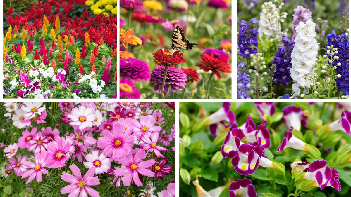 5 Fast-Growing Summer Annuals for Quick Color