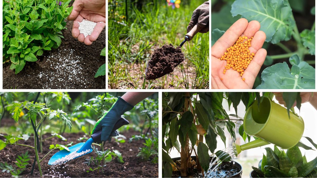 5 Signs You’re Fertilizing Your Plants Too Much