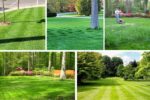 How to Overseed Your Lawn for Lush Growth