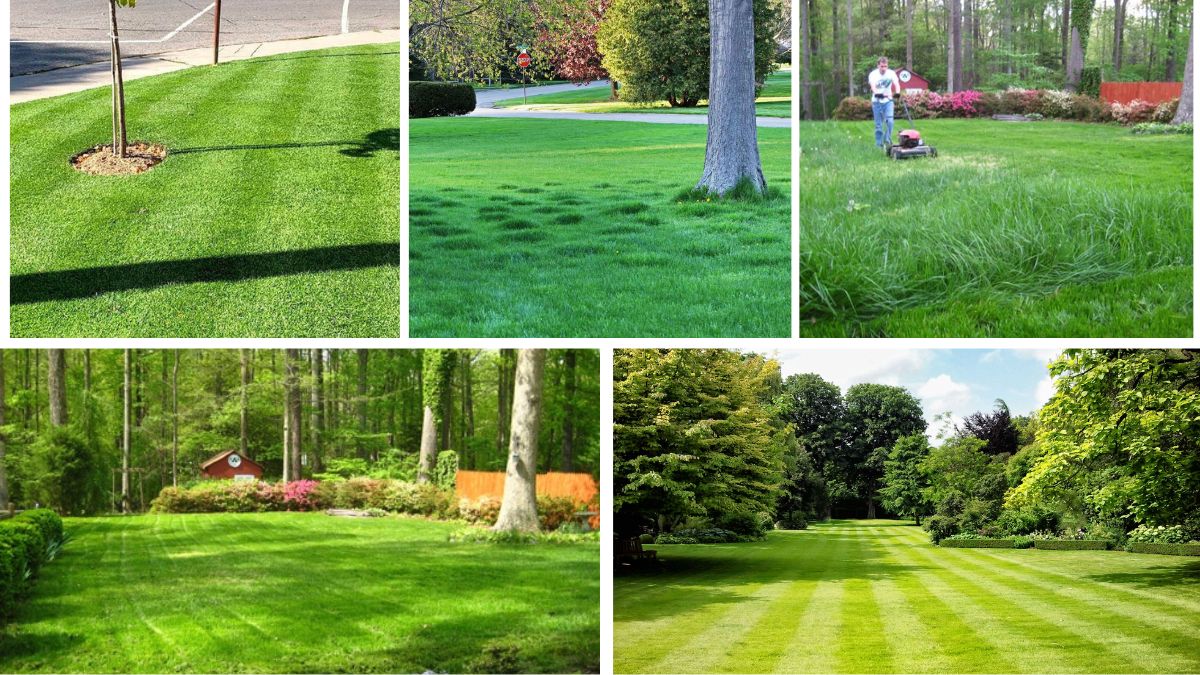 How to Overseed Your Lawn for Lush Growth