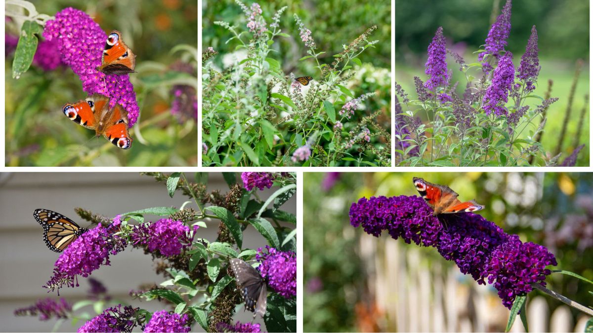 How to Grow and Care for Butterfly Bushes