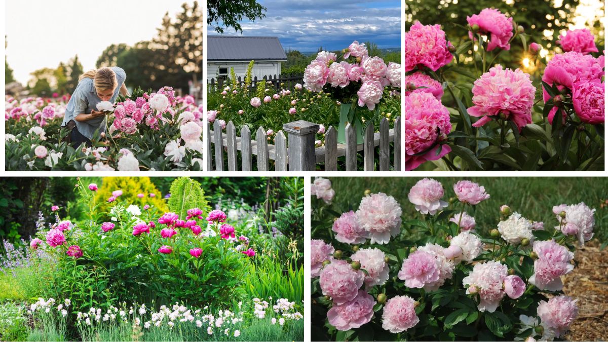 Complete Guide to Growing Peonies in Your Garden