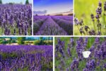How to Plant and Maintain Lavender Fields