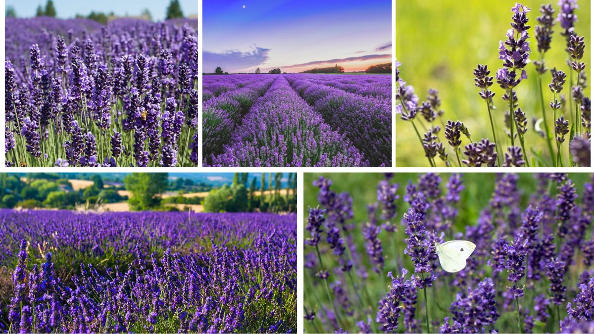 How to Plant and Maintain Lavender Fields