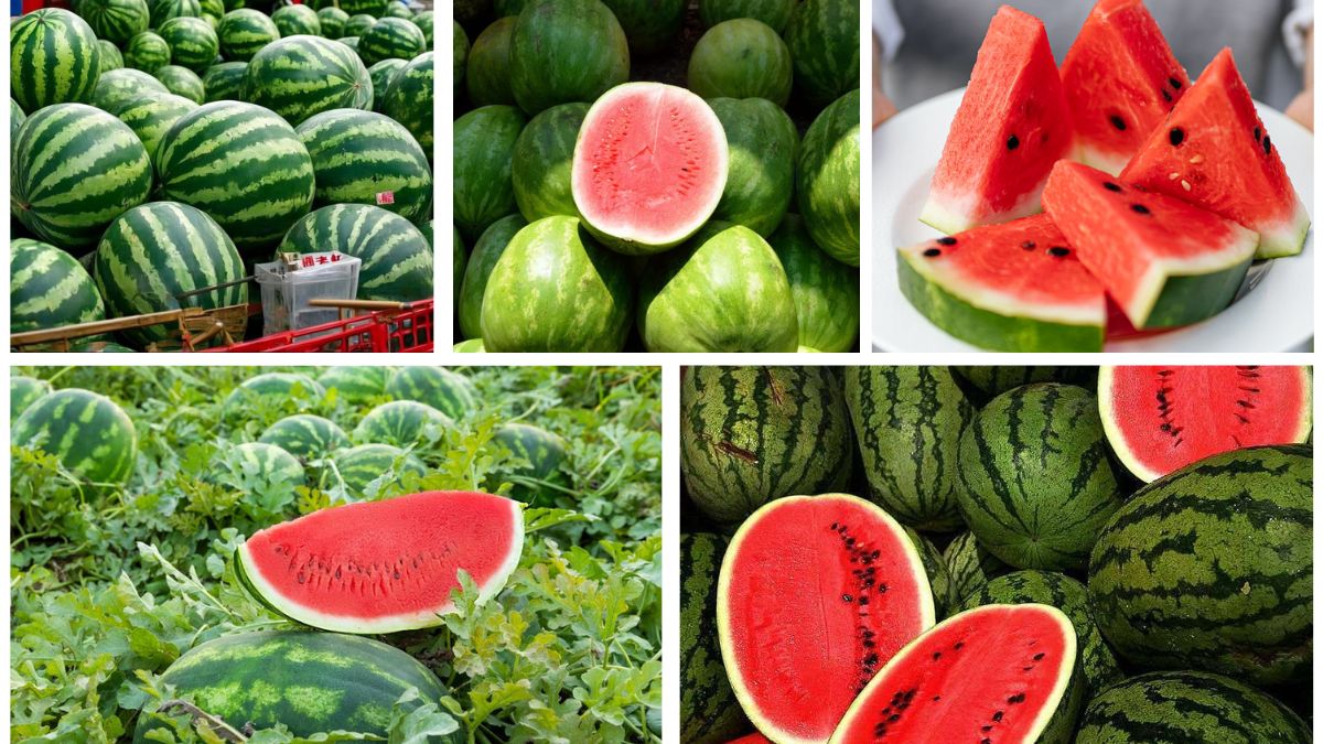 Which Country Leads as the World’s Top Watermelon Exporter?