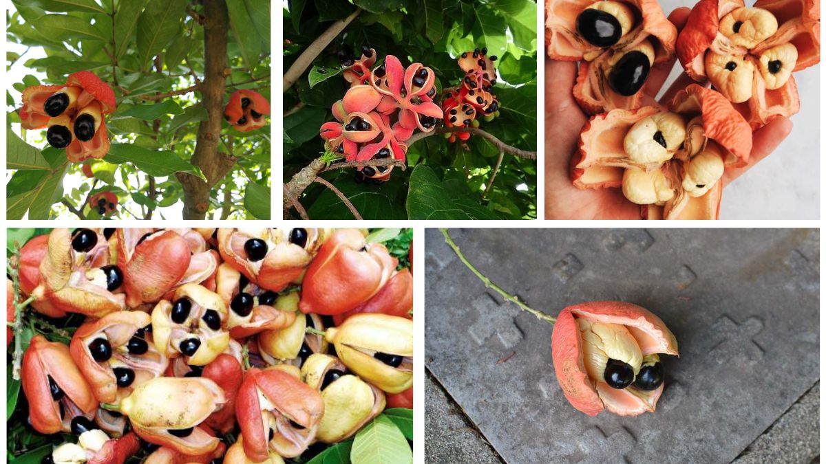 Which Country Is the Largest Ackee Producer Globally?