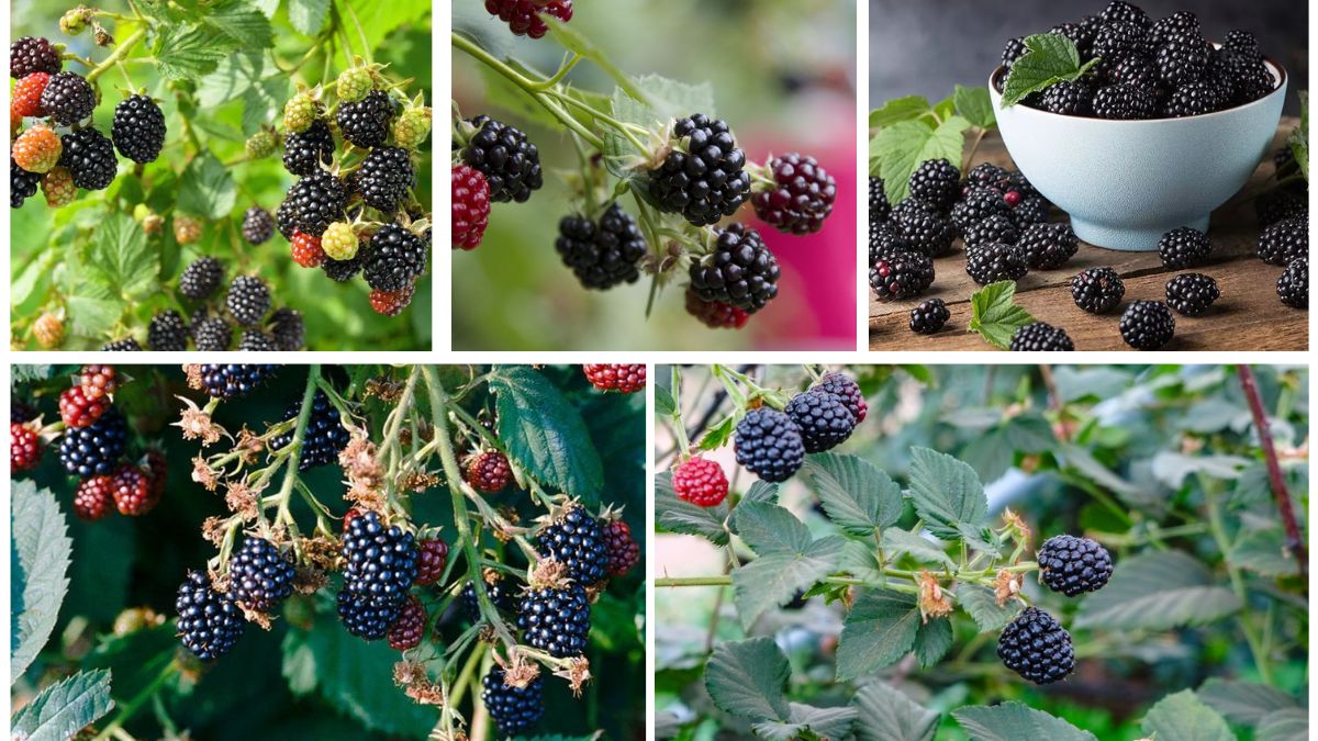 Which Country Produces the Most Blackberries Globally?