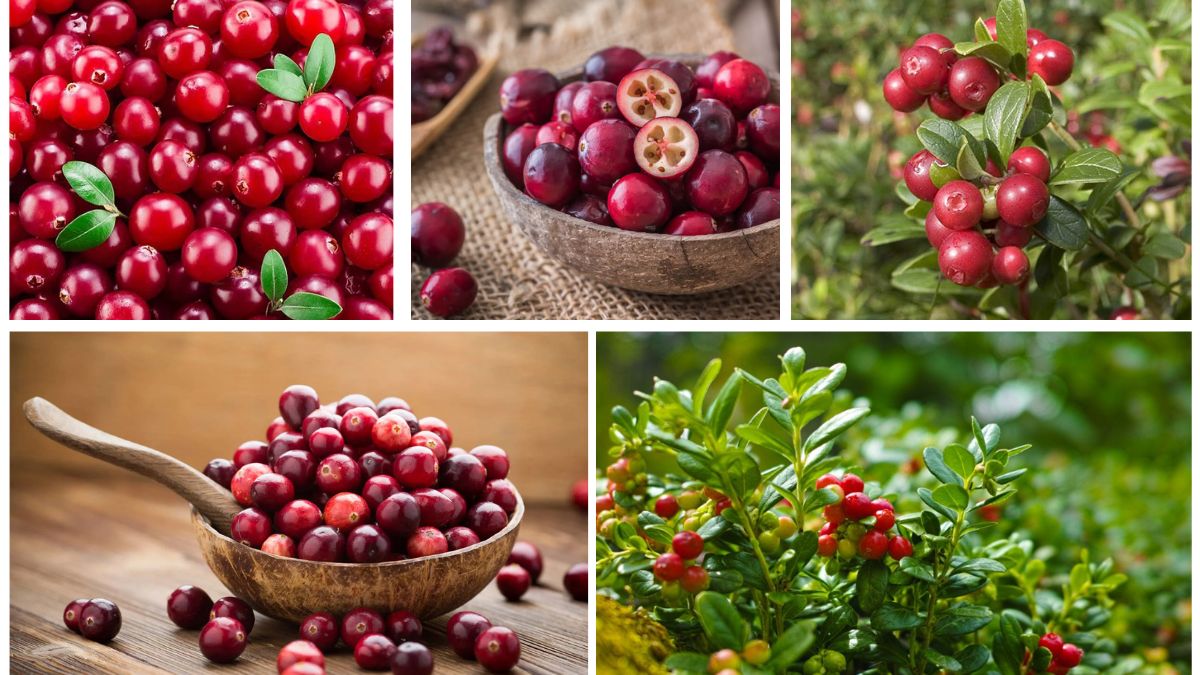 Which Country Is the Largest Cranberry Producer Worldwide?